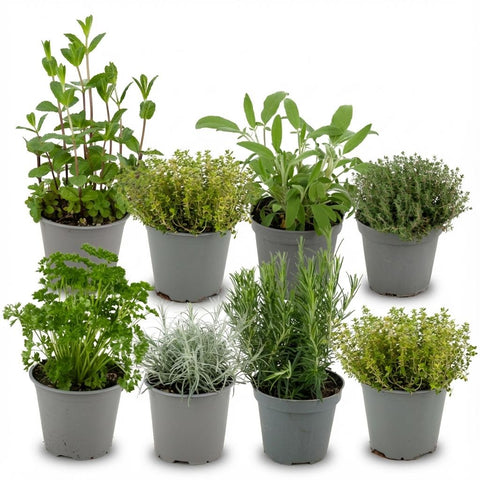Kitchen herbs