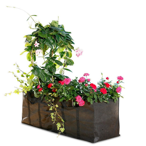 Plants