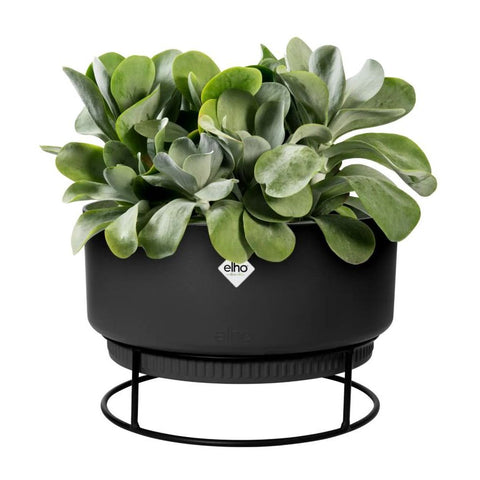 Houseplants