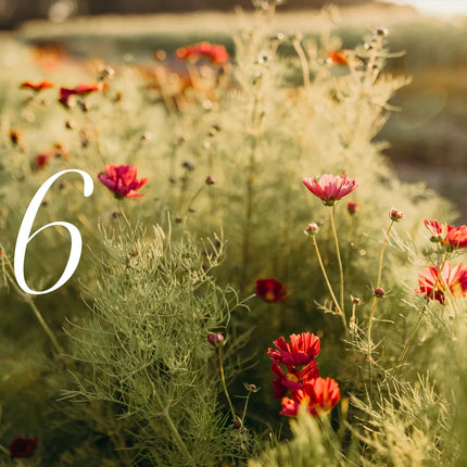 "Where Flowers Bloom" - Cozy Publishing - Coffee Table Book