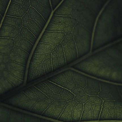 Green Home Book - Coffee Table Book - Grün Wohnen