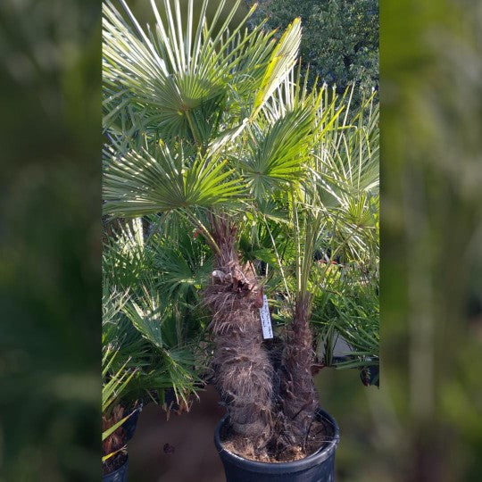 Zwergpalme (Chamaerops humilis)