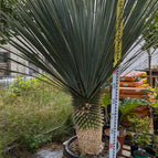 ↨150 – 200cm・50cm Stamm
