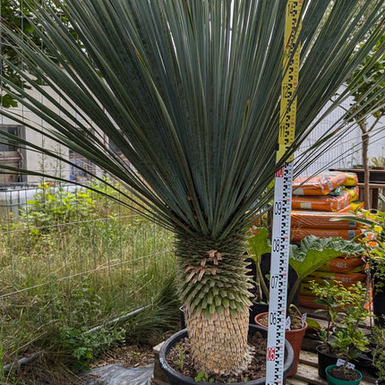 Yucca rostrata - Blaublättrige Palmlilie aus Freilandzucht