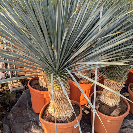 Yucca rostrata - Blaublättrige Palmlilie aus Freilandzucht