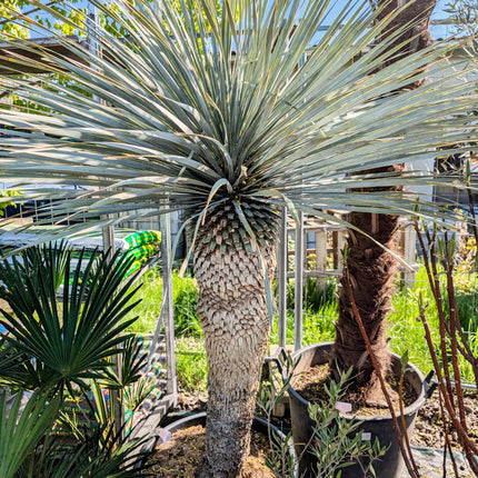 Yucca rostrata - Blaublättrige Palmlilie aus Freilandzucht