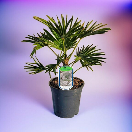 Trachycarpus wagnerianus - Wagner Hanfpalme aus Freilandzucht