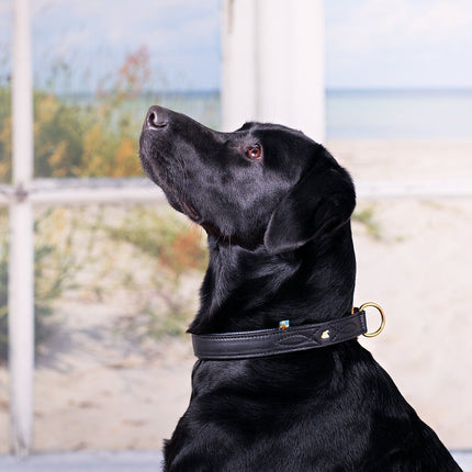 Hundehalsband CLASSIC Light