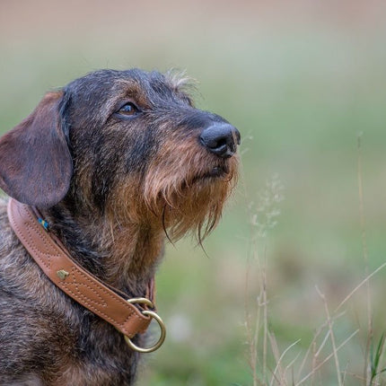 Hundehalsband CLASSIC Light