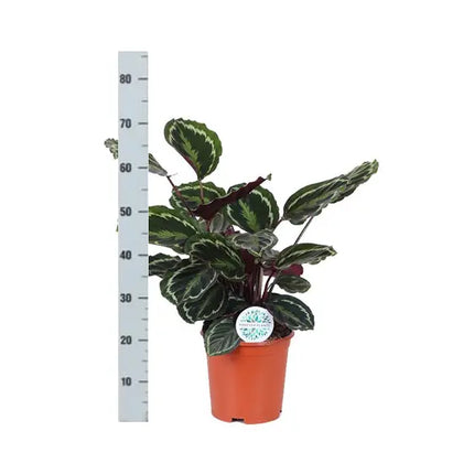 Calathea - Korbmarante