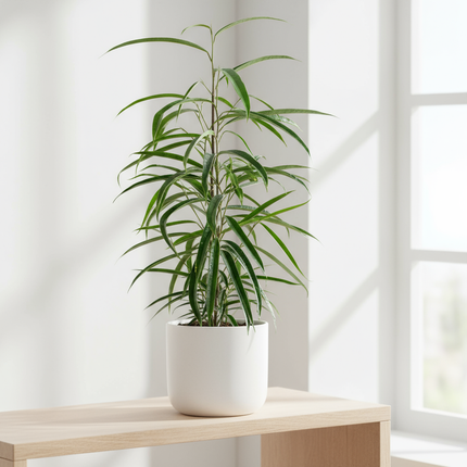 Ficus Binnendijkii 'Alii' - Schmalblättrige Birkenfeige