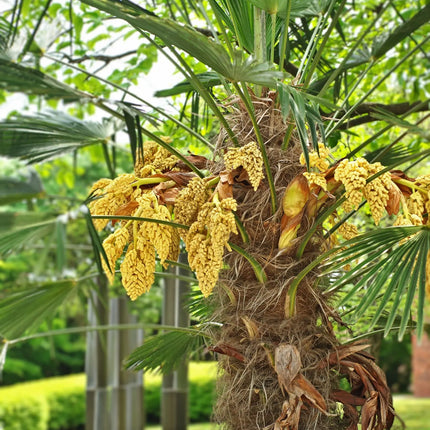 Trachycarpus wagnerianus - Wagner Hanfpalme aus Freilandzucht