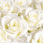 White Dreams