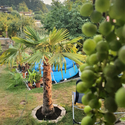 Trachycarpus fortunei - Chinesische Hanfpalme aus Freilandzucht