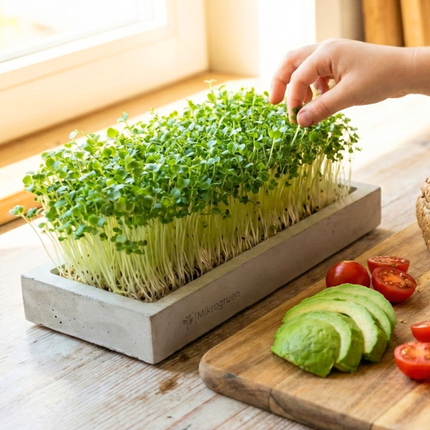 Microgreens Starter-Set