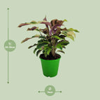 ↨20 – 30cm・⌀14cm・Sorte 'Yellow Fusion'