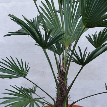 Trachycarpus wagnerianus - Wagner Hanfpalme aus Freilandzucht