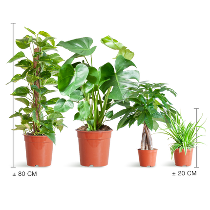 Pflanzenset – 4 pflegeleichte Zimmerpflanzen im Set – inkl. Monstera, Epipremnum, Pachira & Chlorophytum – Topfgrößen 12–21cm – Höhe 25–80cm – Pflanzkasten ohne Deckel