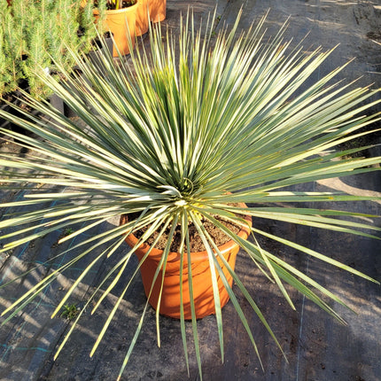 Yucca rostrata - Blaublättrige Palmlilie aus Freilandzucht
