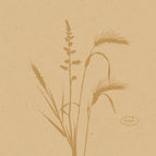 Meadow