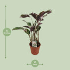 ↨30 – 40cm・⌀14cm・Sorte 'White Fusion'