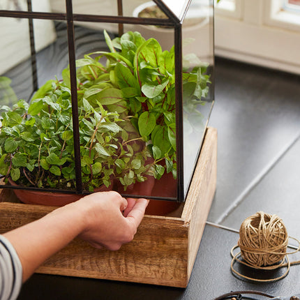 Hochwertiges Anzucht- und Gewächshaus