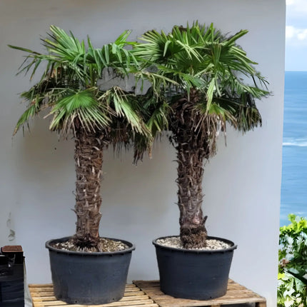 Trachycarpus fortunei - Chinesische Hanfpalme aus Freilandzucht