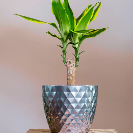 Dracaena fragrans - Duftender Drachenbaum