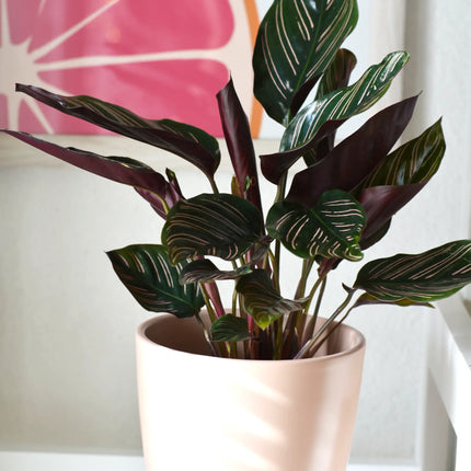 Calathea - Korbmarante