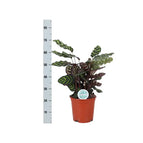 ↨60 – 70cm・⌀21cm・Sorte 'Makoyana'