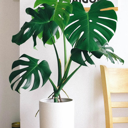 Monstera Deliciosa - Fensterblatt