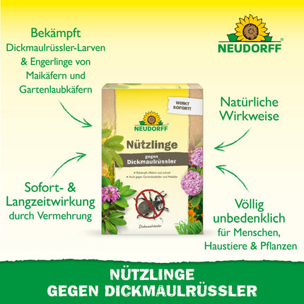 Nützlinge gegen Dickmaulrüssler