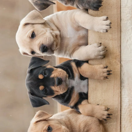 Hunde Welpen Handtuch Strand Badetuch 70x140cm