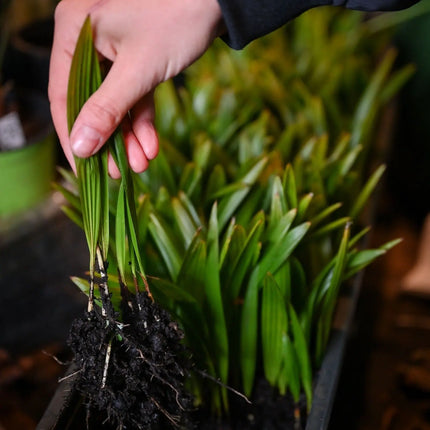 Trachycarpus fortunei - Chinesische Hanfpalme als Setzling aus Freilandzucht