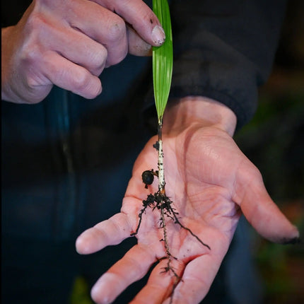 Trachycarpus fortunei - Chinesische Hanfpalme als Setzling aus Freilandzucht