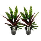 ↨40 – 50cm・⌀14cm・Sorte 'Lancifolia Insignis'・2er-Set