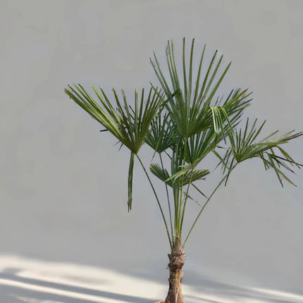 Trachycarpus fortunei - Chinesische Hanfpalme aus Freilandzucht