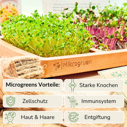 Microgreens Anzuchtset - Echtholz Traum