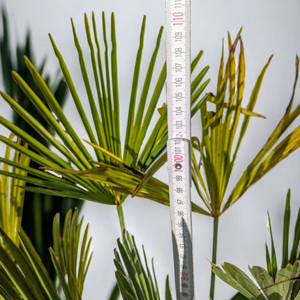 Trachycarpus wagnerianus - Wagner Hanfpalme aus Freilandzucht