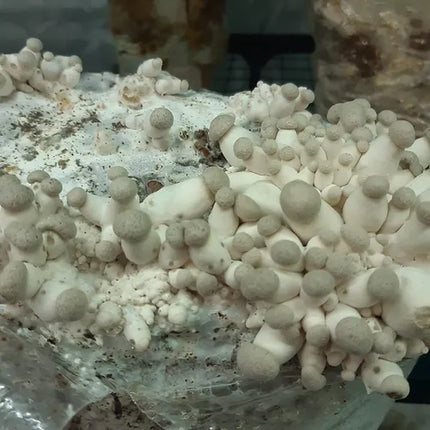 Kräuterseitling Fertigkultur im Myko-Bag