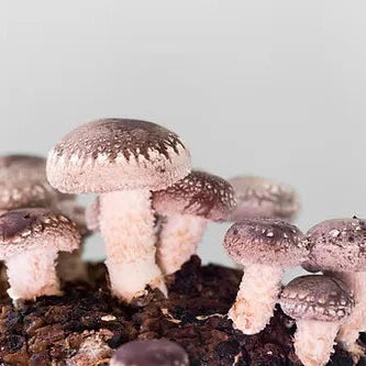 Shiitake Fertigkultur im Myko-Bag