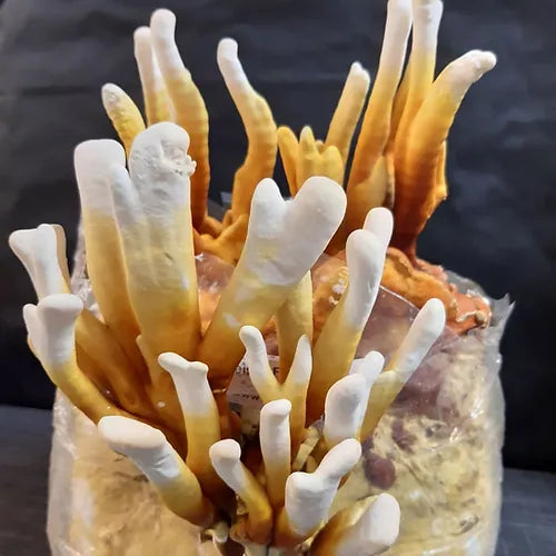 Reishi Fertigkultur im Myko-Bag