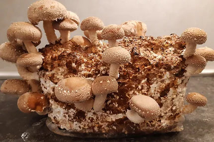 Shiitake Fertigkultur im Myko-Bag