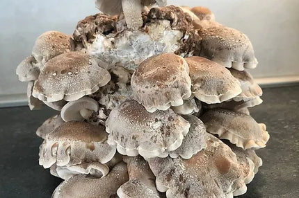 Shiitake Fertigkultur im Myko-Bag