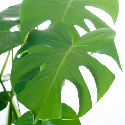 Monstera Deliciosa - Fensterblatt