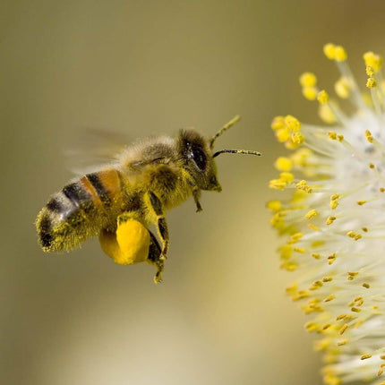 Australian Manuka Honey 250g – 100+ MGO, Raw, Cold Extracted, Unfiltered