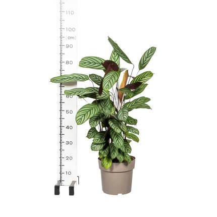 Calathea - Korbmarante