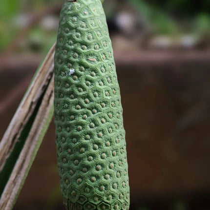 Monstera Deliciosa - Fensterblatt