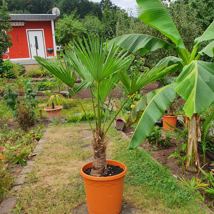 Trachycarpus wagnerianus - Wagner Hanfpalme aus Freilandzucht
