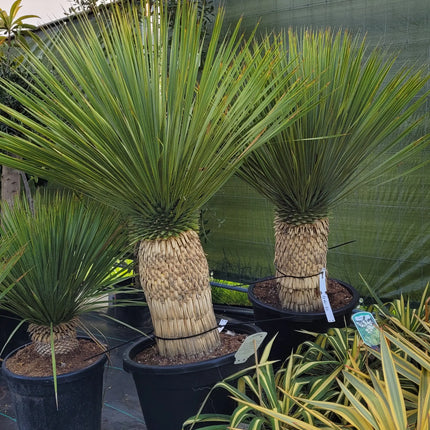 Yucca rostrata - Blaublättrige Palmlilie aus Freilandzucht